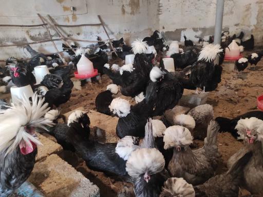 عکس مجموعه ماکیان حسن زاده