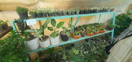 عکس مجموعه گل و گیاه نادی