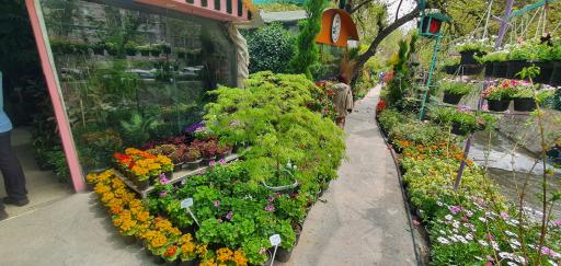 عکس مجموعه گل و گیاه نادی