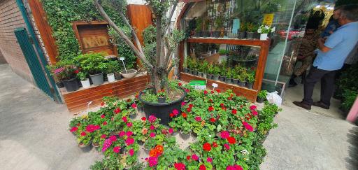 مجموعه گل و گیاه نادی