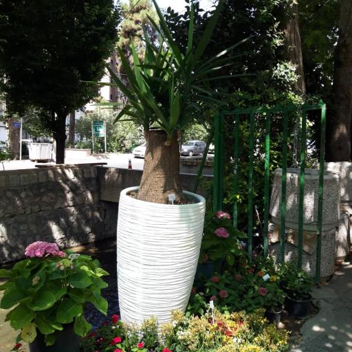 عکس مجموعه گل و گیاه نادی