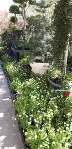 عکس مجموعه گل و گیاه نادی