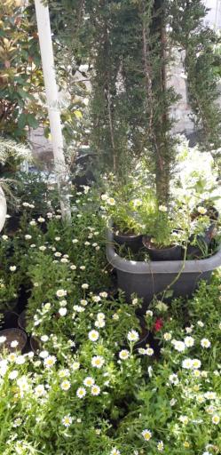 عکس مجموعه گل و گیاه نادی