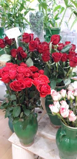 عکس مجموعه گل و گیاه نادی