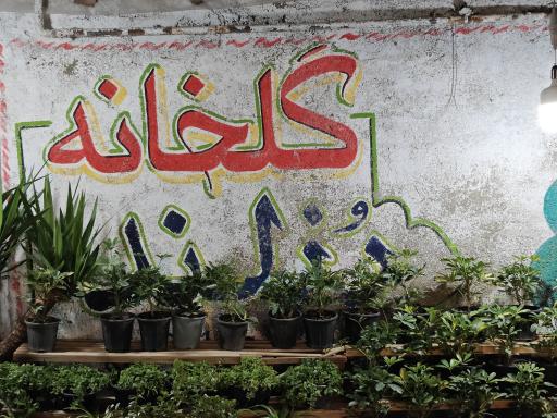 عکس گلکده رز لند