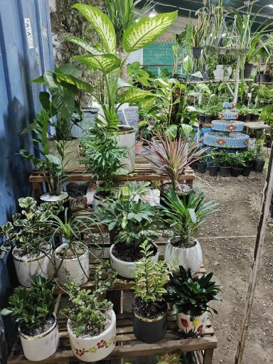 عکس گلکده رز لند