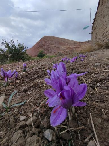 عکس زعفران جمالی