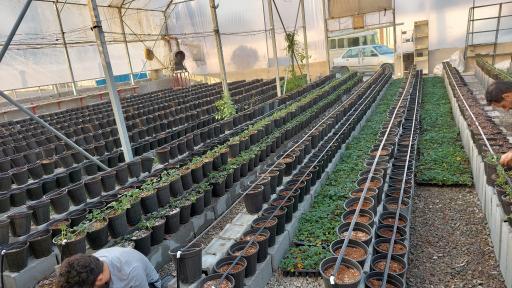 عکس گلخانه توت فرنگی سپهر