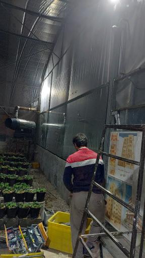 عکس گلخانه توت فرنگی سپهر