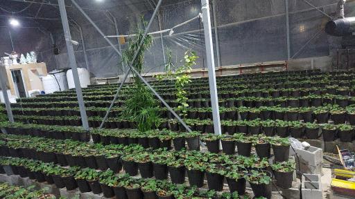 عکس گلخانه توت فرنگی سپهر