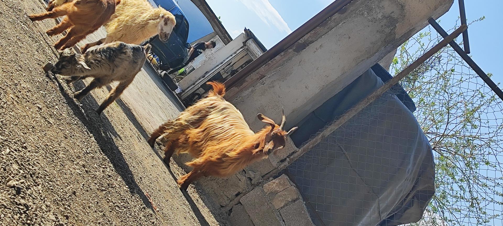 عکس گوسفند فروشی امیری 