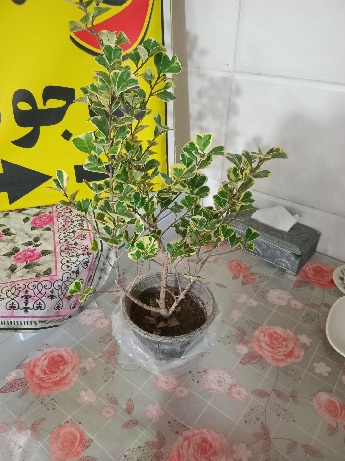 عکس آش و حلیم