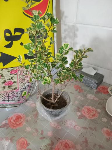 عکس آش و حلیم