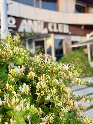 عکس پیتزا آنیل