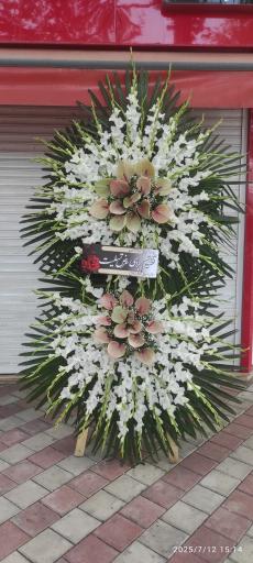 عکس گلکده حامد 