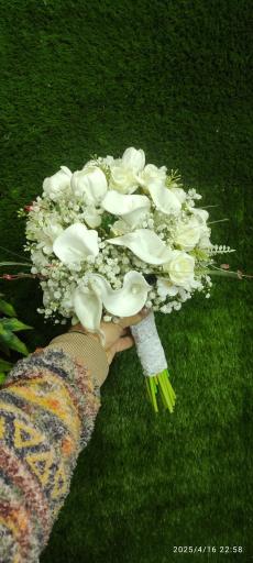 عکس گلکده حامد 