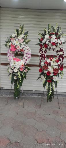 عکس گلکده حامد 