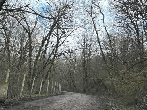 عکس چای باغ