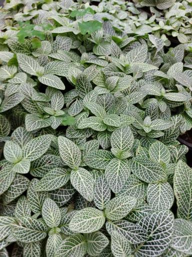 عکس گلخانه عباسی