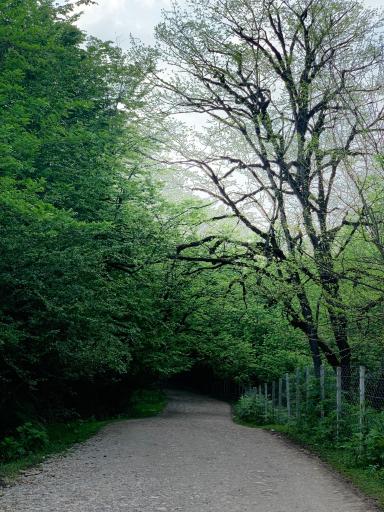 عکس چای باغ