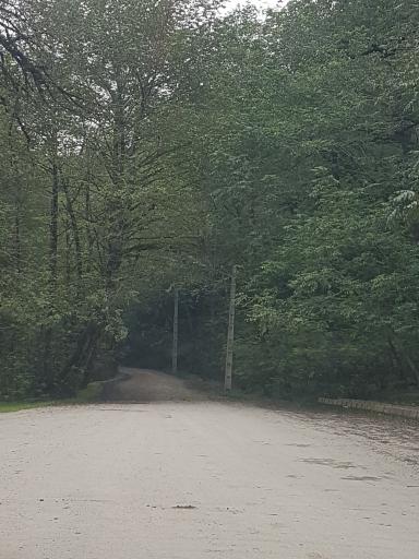 عکس چای باغ