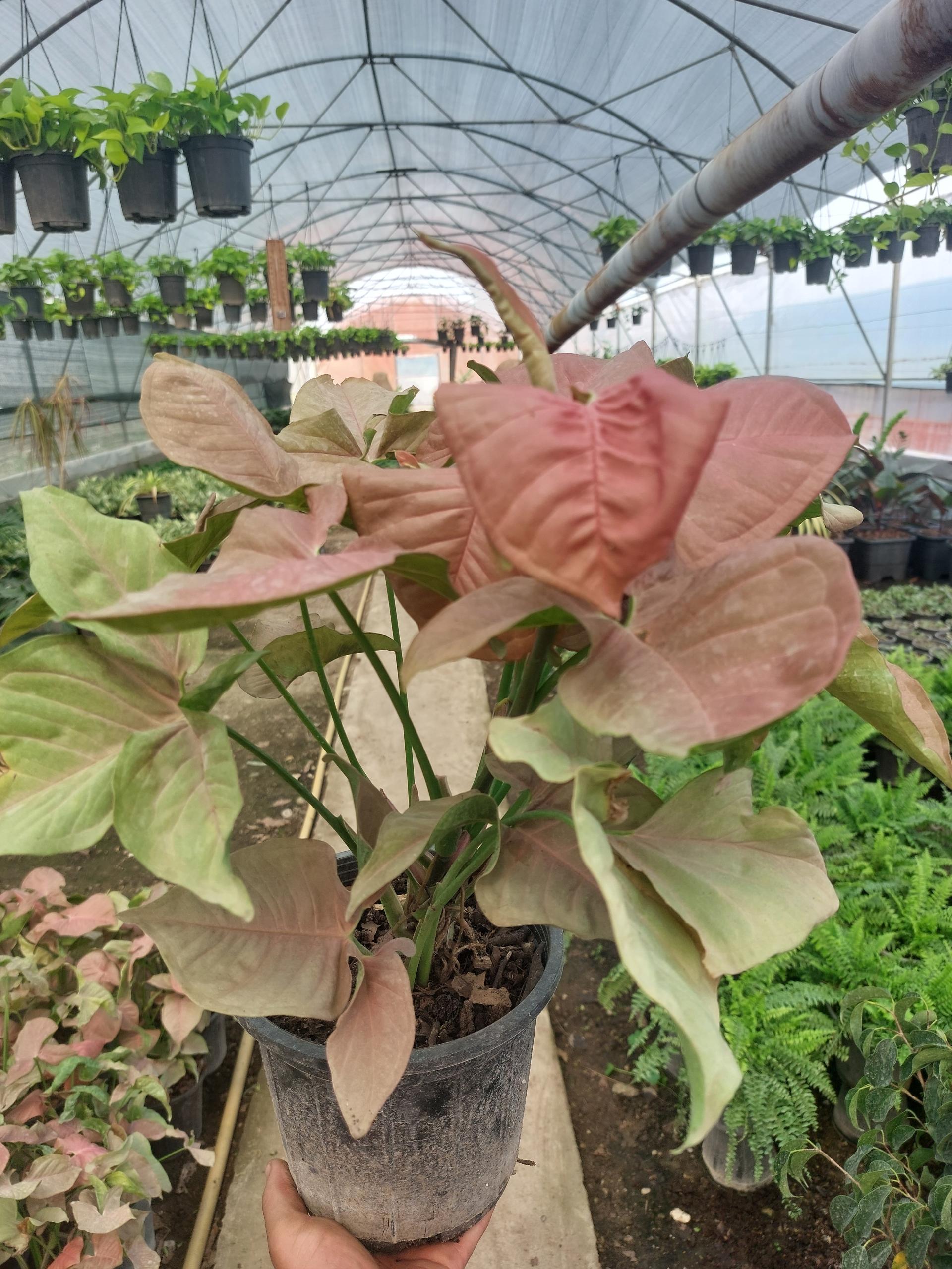 عکس گلخانه عباسی