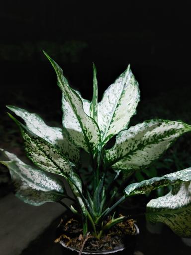 عکس گلخانه عباسی
