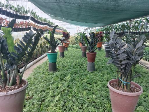 عکس گلخانه عباسی