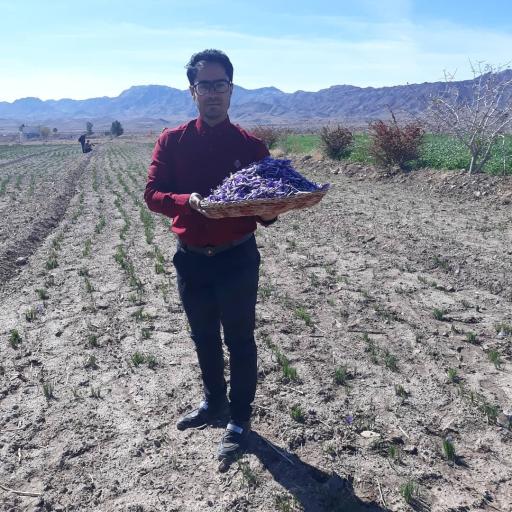 عکس زعفران عاقله