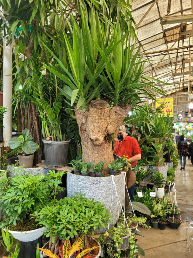 عکس بازار گل و گیاہ تعاون