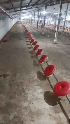 عکس پرورش مرغ  داود شبستانی