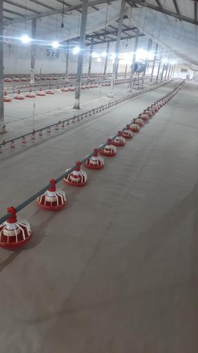 عکس پرورش مرغ  داود شبستانی