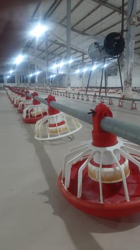 عکس پرورش مرغ  داود شبستانی