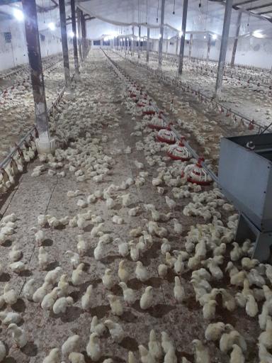 عکس پرورش مرغ  داود شبستانی