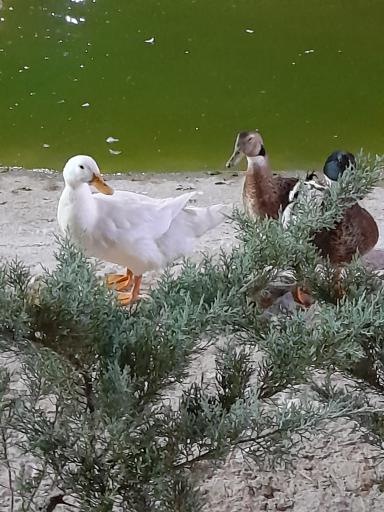 عکس بوستان پرندگان