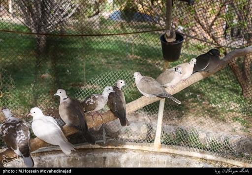 عکس بوستان پرندگان