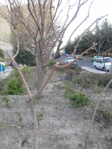 عکس بوستان صدف