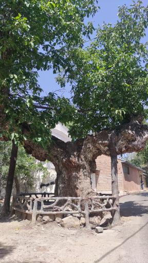 عکس درخت تاریخی کمان رستم