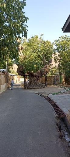 عکس درخت تاریخی کمان رستم