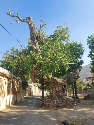 عکس درخت تاریخی کمان رستم