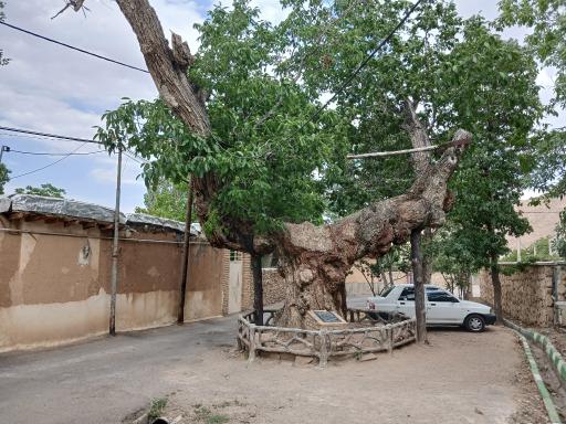 عکس درخت تاریخی کمان رستم