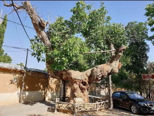 عکس درخت تاریخی کمان رستم