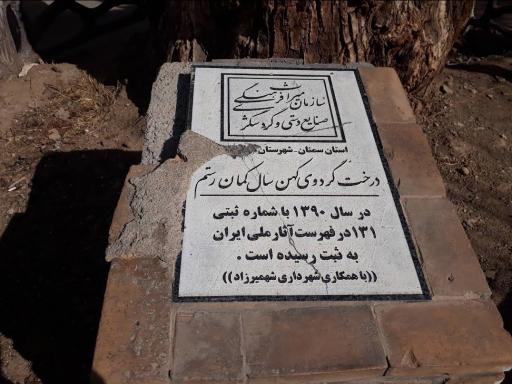 عکس درخت تاریخی کمان رستم