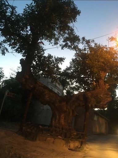 عکس درخت تاریخی کمان رستم