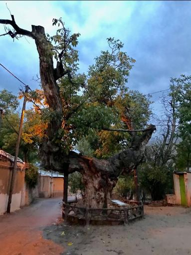 عکس درخت تاریخی کمان رستم