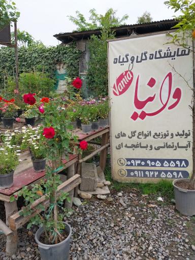 عکس نمایشگاه و تولیدی گل وانیا