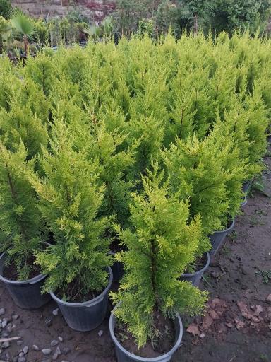 عکس نمایشگاه و تولیدی گل وانیا