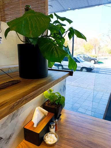 عکس کافه صبحانه پتوس