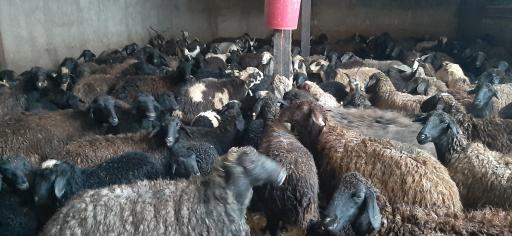 عکس دامداری مهدی آبتین