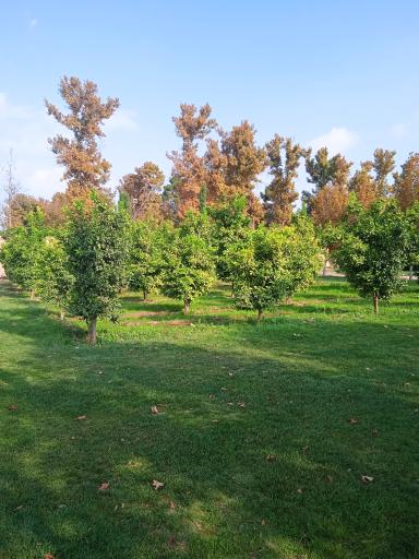 عکس بوستان بعثت